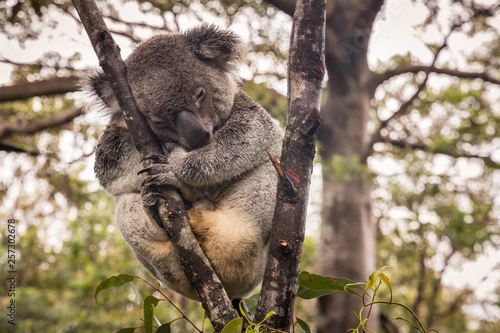 wet koala bear resting on eucalyptus tree in rain