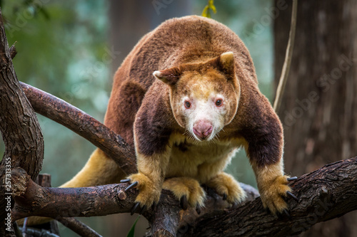 Tree-Kangaroo