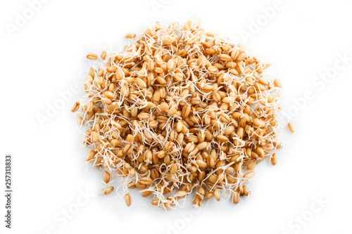 Heap of germinated wheat isolated on white background, top view.