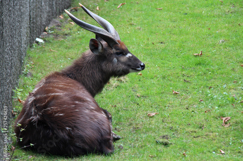 Sitatunga