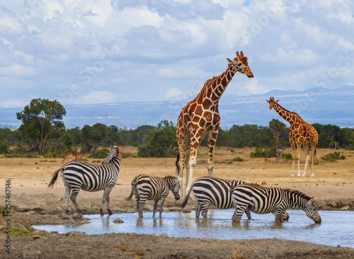 Reticulated giraffe (Giraffa camelopardalis reticulata) and zebra (equus quagga) queue to drink water at waterhole in Ol Pejeta Conservancy, Kenya, Africa