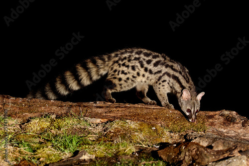 Genet. Genetta genetta