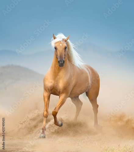 palomino andalusian horse running in desert