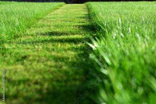 mowing the lawn. A perspective of green grass cut strip