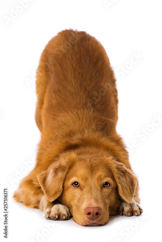 Dog makes a servant on white background