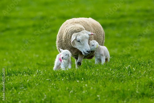 Texel ewe (female sheep) with twin, newborn lambs, in lush green meadow. A tender moment between mum and baby. Yorkshire, England. Landscape, Horizontal. Space for copy.