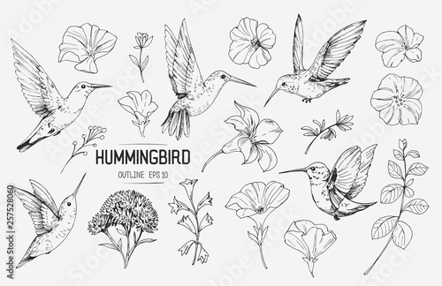 Hummingbirds and tropical flowers. Hand drawn illustration converted to vector