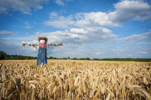 Scarecrow in a Wheatfield