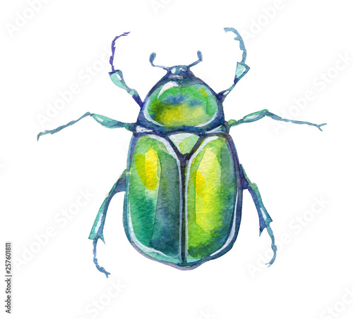 .dung beetle watercolor illustration isolated on white