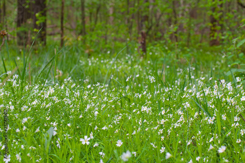 forest glade with spring flowers in the forest sun spring soon summer