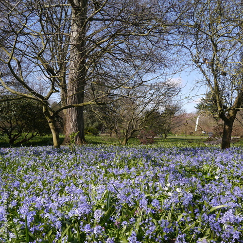 Bluebells Growing in Springtime Wood