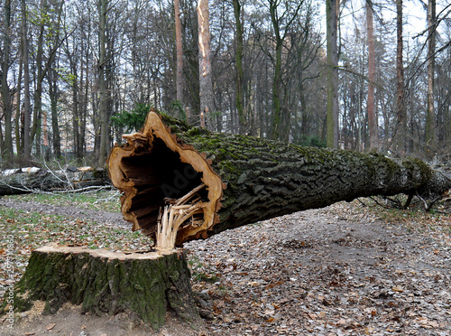 Cut old tree in the park.