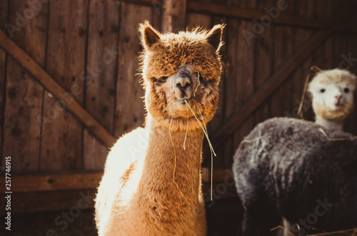 Cute alpaca in the barn eating