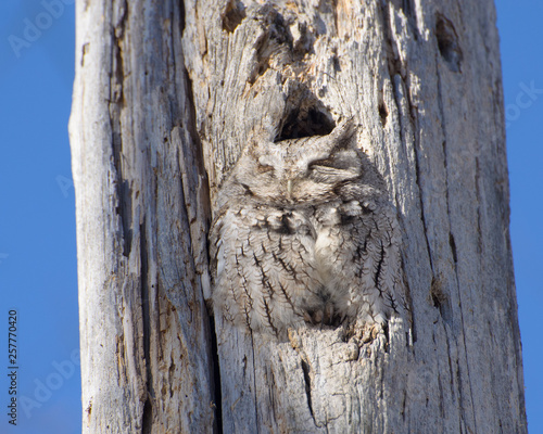 Eastern screech owl