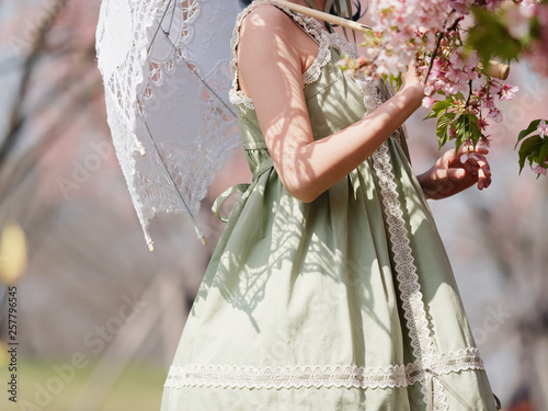 Rear view of Asian woman wearing green lolita dress and holding white lace umbrella in cherry blossom park in spring.