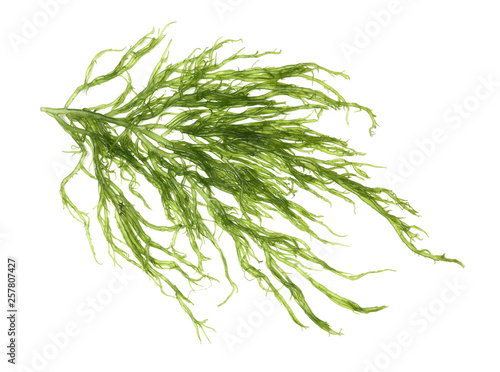 Laminaria (Kelp) Seaweed Isolated on White Background