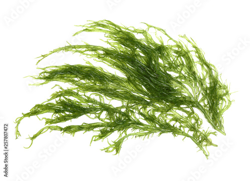 Laminaria (Kelp) Seaweed Isolated on White Background