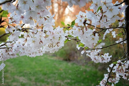 Beautiful white and pink fruit tree blossom clusters in spring time, perfect nectar for bees. Close up view of fruit tree flowers. Floral background in Nashville, Tennessee. United States.