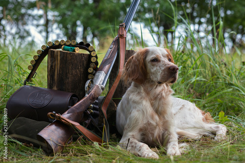 Hunting dog. Pointing dog. English setter. Hunting. Portrait of a hunting dog with trophies. On hemp the gun, cartridges and trophies lie. Real hunt