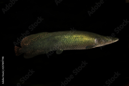 Arapaima gigas, Arapaima, pirarucu.