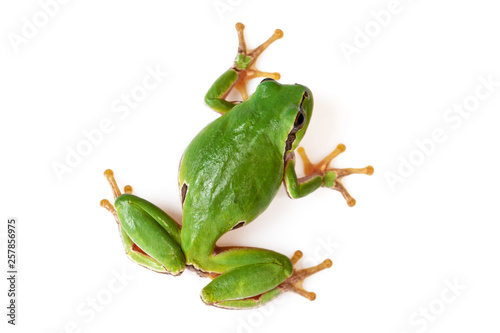 Green Tree Frog Climbing On White Close-Up Hyla arborea