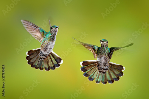 Bird fight. Flying female hummingbird White-necked Jacobin, Florisuga mellivora, from Costa Rica, clear green background. Action wildlife scene from tropic nature.