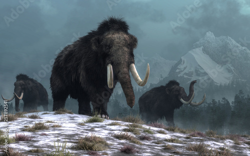 A trio of woolly mammoths trudges over snow covered hills. Behind them, mountains with snow covered peaks rise above dark green forests of fir trees. 3D Rendering