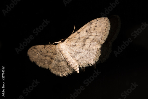 An Engrailed Moth (Ectropis crepuscularia) at night on a window with black background.