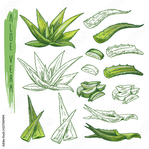 Aloe vera plant sketches. Herb leaf, nature flora