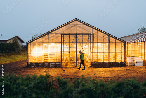 the greenhouse glows with yellow light in the supper. The guy is near the greenhouse