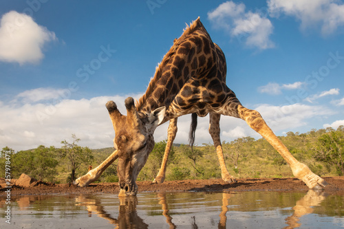 Southern giraffe drinking water