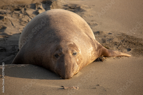 Adult male elephant seal on the beach along California's central coast