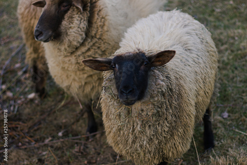 dwie owce jedna patrzy prosto w obiektyw