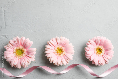 Beautiful gerbera flowers on grey background, space for text