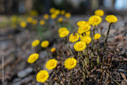 Coltsfoot flowers on the edge of a forest path