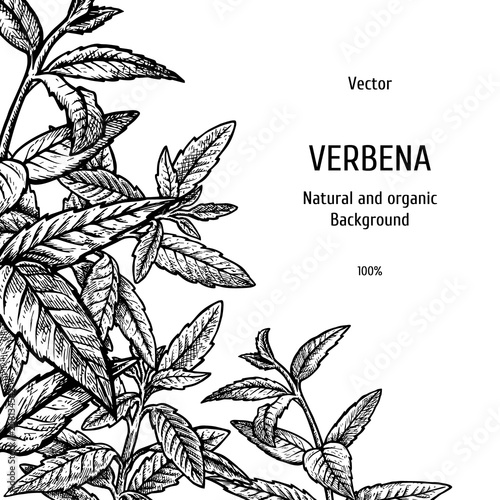 Hand drawn verbena background. Herbal pattern. Vector sketch of plant. Layout design for packaging