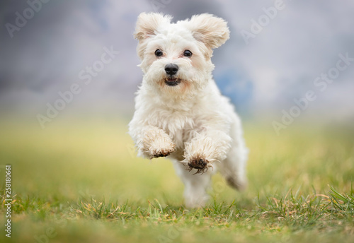 Portrait of a dog