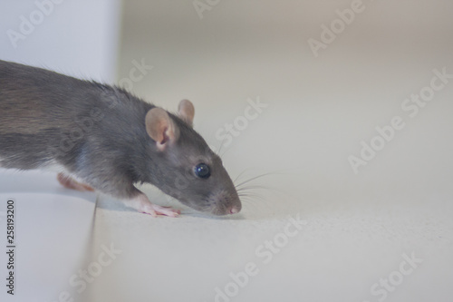 mouse rat cute on a sheet of paper. gray paper