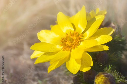 Yellow Pheasant's eye. A large flower of Adonis vernalis on the spring meadow