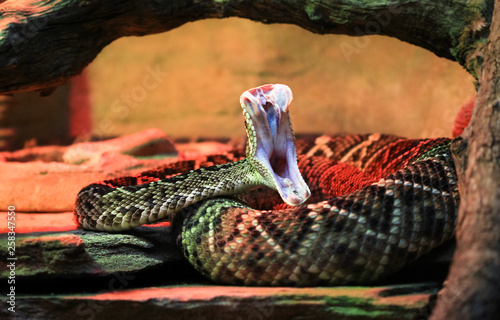 An adult eastern diamondback rattlesnake (Crotalus adamanteus) in mid-strike, revealing its fangs and inner mouth.