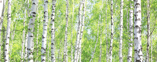 Beautiful birch trees with black and white birch bark in spring in birch grove against the background of other birches