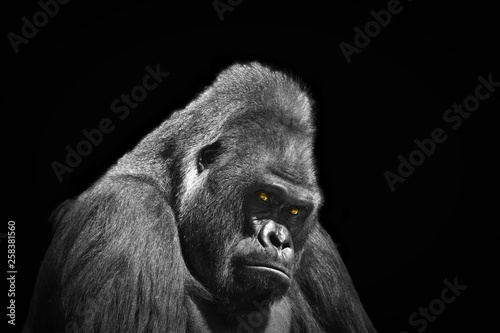 Profile portrait of an adult male gorilla with yellow eyes on a contrasting black background