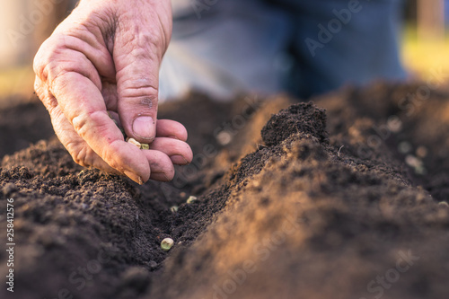 Farmer´s hand planting seed of green peas into soil. Sowing at springtime