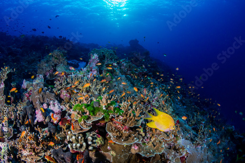 A beautiful hard coral reef in shallow water at sunrise