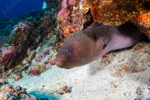 Giant Moray Eel hidden in a hole in a tropical coral reef