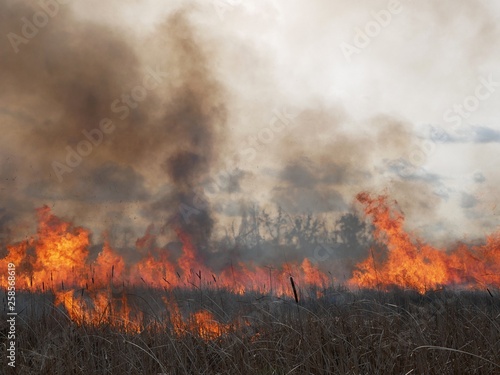 Polonne / Ukraine - 21 February 2019: Natural disaster, fire destroying cane grass and bush at riverbank