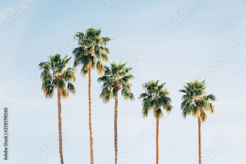 Palm trees in Palm Springs, California