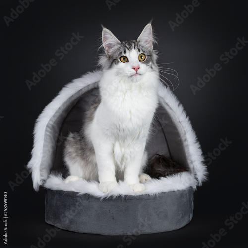 Cute black silver bicolor spotted tabby Norwegian Forest cat kitten, sitting straight up. in grey pluche basket / crib. Looking beside lens with yellow with green eyes.