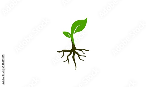 seed plant design logo