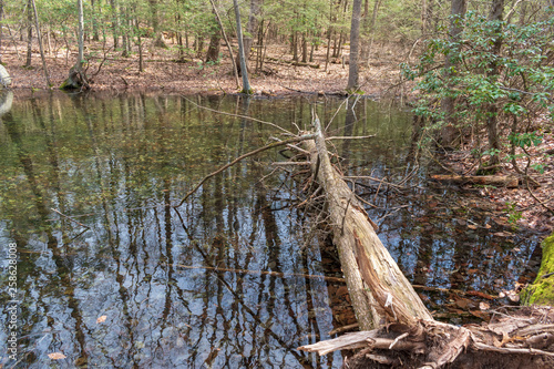 lake vernal pool in the forest